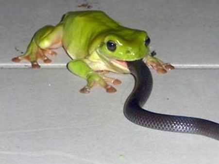 కప్ప నోట్లో త్రాచుపాము, మింగేందుకు ప్రయత్నాలు