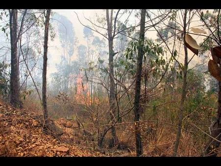 తిరుమల దగ్గరలో మంటలు: ముందే నాసా హెచ్చరిక?