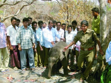 గోతిలో పడిన ఏనుగు పిల్ల: రక్షించిన అధికారులు