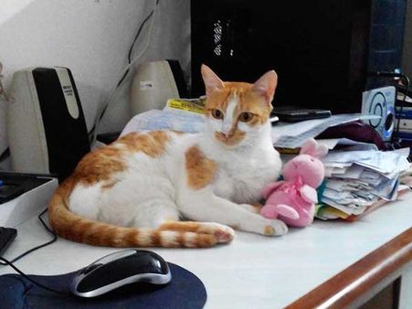 పెటా: ‘క్యూటెస్ట్ రెస్క్యూడ్ క్యాట్ ఎలైవ్’ లూసీ(ఫొటో)