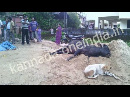 హృదయాన్ని కదిలించే కుక్క, ఎద్దు స్నేహం (పిక్చర్స్)