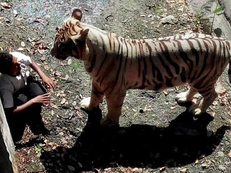 విద్యార్థిని చంపిన పులి మనుషుల్ని తినేది కాదట, వాళ్లే