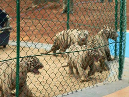 ఢిల్లీ జూ ఘటన: పులిని చూసేందుకు పోటెత్తుతున్నారు