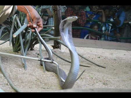 నెహ్రూ జూలో నల్ల తాచులు (ఫోటోలు)