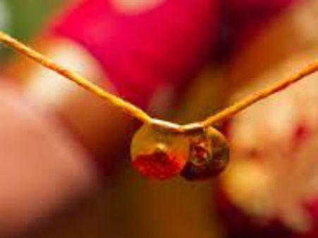 సాధారణ చీరతో సామూహిక వివాహంలో పెళ్లాడిన మంత్రి కూతురు