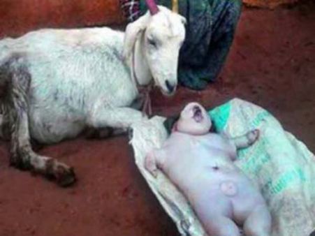 వింత: మనిషి పోలికలతో పుట్టిన మేక పిల్లలు (ఫొటో)