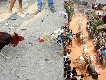 హుషారుగా సాగిన జల్లికట్టు: కోడిపందేలు(పిక్చర్స్)