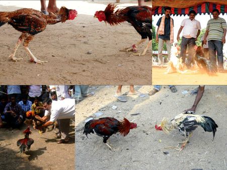 కోడి పందేలు అదుర్స్, చేతులు మారిన కోట్లు