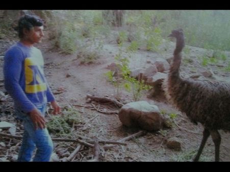 ఎఫ్‌బి: జూలో తాబేలుపై నిలబడి ఫొటో, అరెస్ట్(పిక్చర్స్)