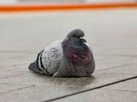 కాళ్లకు మైక్రోచిప్‌తో పావురం: పాక్ పనేనా?