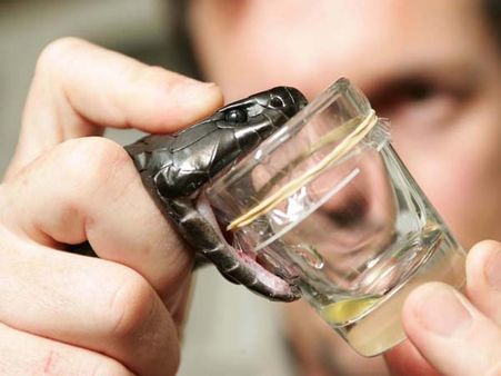 పరిశోధన: పాము విషంతో ఎబోలా, ఎయిడ్స్‌లకు చెక్