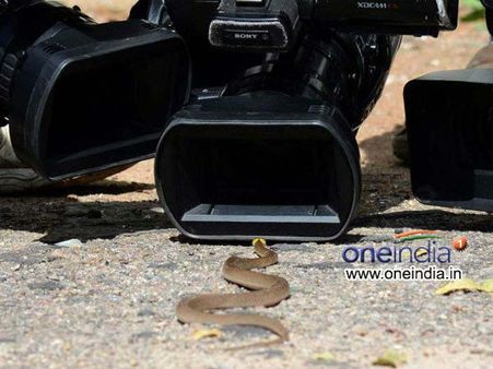 డీజీపీ ఆఫీసులో 3 రోజులుగా పాము కలకలం