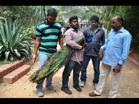 అక్రమంగా నెమలిని దాచారు, సీజ్ చేశారు (పిక్చర్స్)