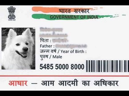 సరదా కోసం కుక్కకు ఆధార్ కార్డు దరఖాస్తు: అరెస్టు చేసి జైల్లో పెట్టారు
