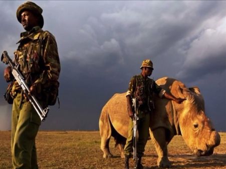 ఖడ్గం మృగం రైనోకు జడ్ ప్లస్ భద్రత: కంటికి రెప్పలా