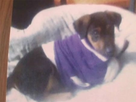 మొన్న అజం ఖాన్ దున్నపోతు, నేడు మిస్సైన టైగర్ కోసం పోలీసుల గాలింపు