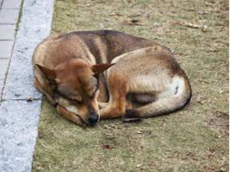 గిన్నీస్ రికార్డులను తిరగరాసిన కుక్క