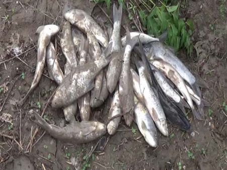 కృష్ణా జిల్లాలో మళ్లీ చేపల వర్షం: ఈసారి కందనంపాడు ప్రజల వంతు