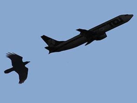 పక్షిని డీకొట్టిన విమానం: మంటలు, ల్యాండింగ్