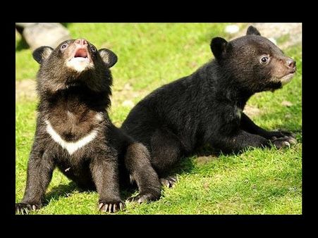 కుక్క పిల్లలని పెంచితే.. ఎలుగుబంటి పిల్లలయ్యాయి