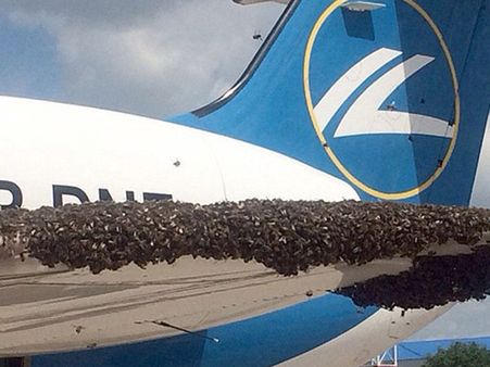 విమానంపై తేనె టీగల దాడి, గంట ఆలస్యం (ఫోటో)