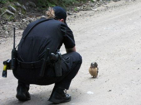 సోషల్ మీడియాలో గుడ్ల గూబ హీరో (వీడియో)