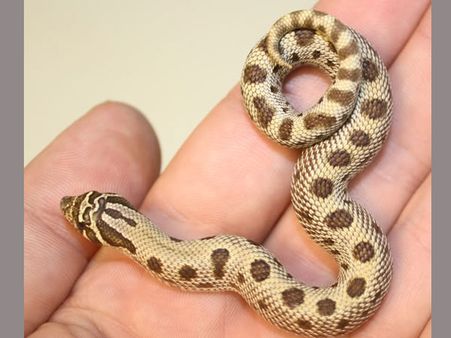 ప్రకాశం జిల్లాలో స్కూల్ సమీపంలో అనకొండ కలకలం, కోళ్లను మింగింది