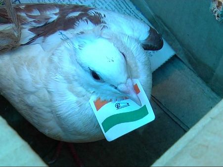 కాంగ్రెస్ ఘోరం: పావురాలకి క్రాకర్స్ కట్టి, నిప్పు (పిక్చర్స్)