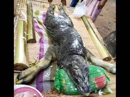 థాయ్‌లో వింత ఆకారం: చూసేందుకు జనం క్యూ (వీడియో)