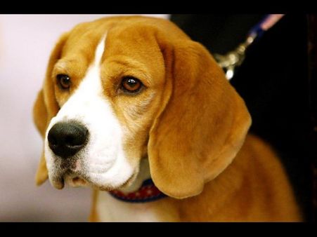 శునకాల మజాకా: యూట్యూబ్‌లో క్యూట్ వీడియో