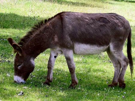 రోడ్ షోలో గాడిద అరెస్టు: పోలీసులా మజాకా