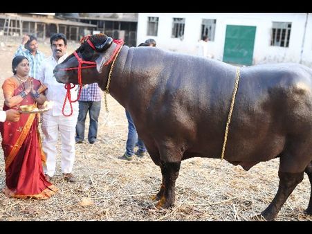 డెటాల్ స్నానం,దున్నపోతుతో కోటి సంపాదన(పిక్చర్స్)