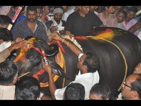 యువరాజా మజాకా: వీర్యం ఖరీదే రూ. 4 లక్షలు (పిక్చర్స్)