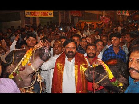 ‘సదర్’ జోష్: దున్నపోతుల విన్యాసాలు(పిక్చర్స్)