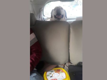 నా డాన్ (కుక్క)ను వేధిస్తున్నారు: మాజీ మంత్రి