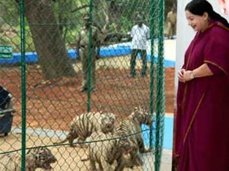 తెల్ల పులి పిల్లలు: పేర్లు పెట్టిన జయలలిత (ఫోటోలు)