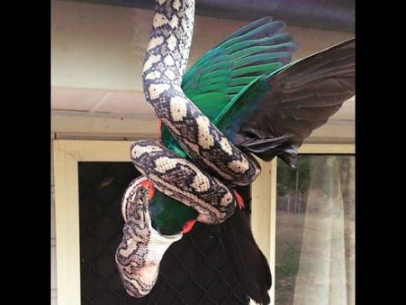 చిలుకను అమాంతం మింగేసిన కొండచిలువ(వీడియో)