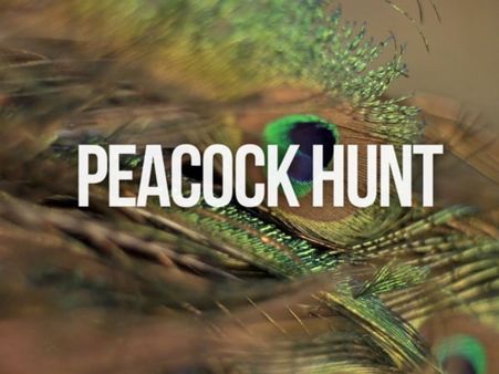 అభయారణ్యంలో వన్యప్రాణుల వేట: నెమళ్లను చంపి, మాంసం విక్రయం