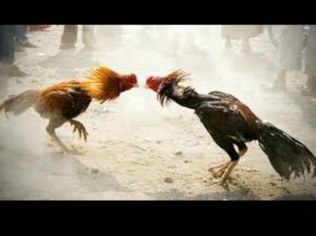 సంక్రాంతి వేళ పందెం రాయుళ్లకు నిరాశ: కోడి పందేలకు హైకోర్టు నో