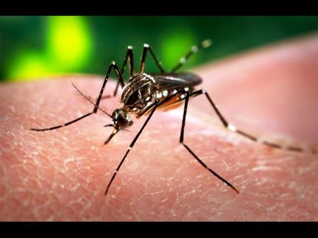 'జికా' వైరస్ కలకలం: పుట్టుకలో లోపం, ఇవీ జాగ్రత్తలు