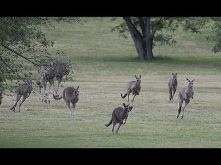 నిర్లక్ష్యపు డ్రైవింగ్ ఫలితం: 17 కంగారూలు మృతి