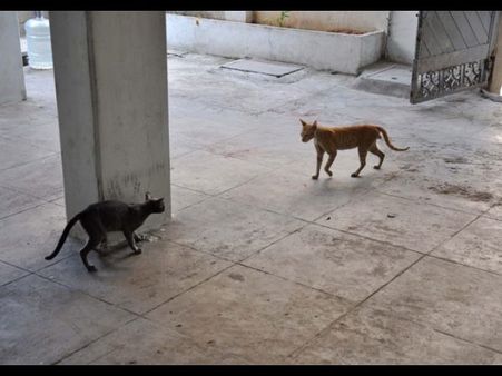 సాహిత్యం: దాగుడుమూతలు