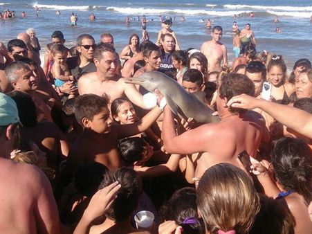 సెల్ఫీ పిచ్చితో డాల్ఫిన్ ప్రాణం తీశారు(వీడియో)