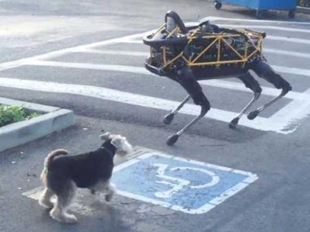 నిజమైన కుక్కతో రోబో కుక్కకు స్నేహం కుదర్లేదు!