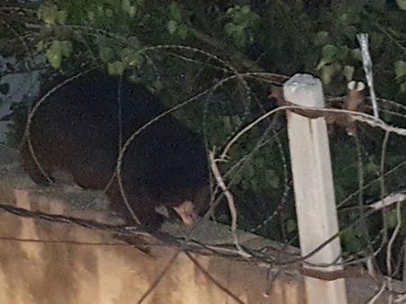 ఆశ్చర్యం: జూలో బోను నుంచి గుంత తవ్వి తప్పించుకున్న ఎలుగుబంటి (పిక్చర్స్)