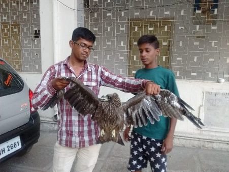 మాంజాలో చిక్కిన గద్ద, కాపాడిన ఫ్రెండ్స్ స్నేక్ (పిక్చర్స్)