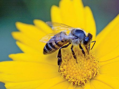 రాణి కోసం 2 రోజులు కారువెంట పడ్డ తేనెటీగలు