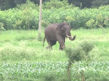 బీభత్సం చేస్తున్న ఏనుగులు: ముగ్గురి బలి