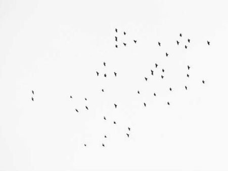 ఫోటో స్టోరీ: ఆకాశంలో 49 పక్షులు, నిజంగా అద్భుతం