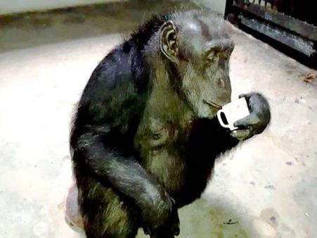 ఈ చింపాంజీ లాగా పుట్టాలి: నెస్కెఫే కాఫీ, ఖరీదైన భోజనం (ఫోటోలు)